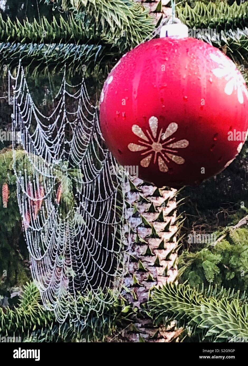 Una scimmia Puzzle albero di Natale superato da una spider web Foto Stock
