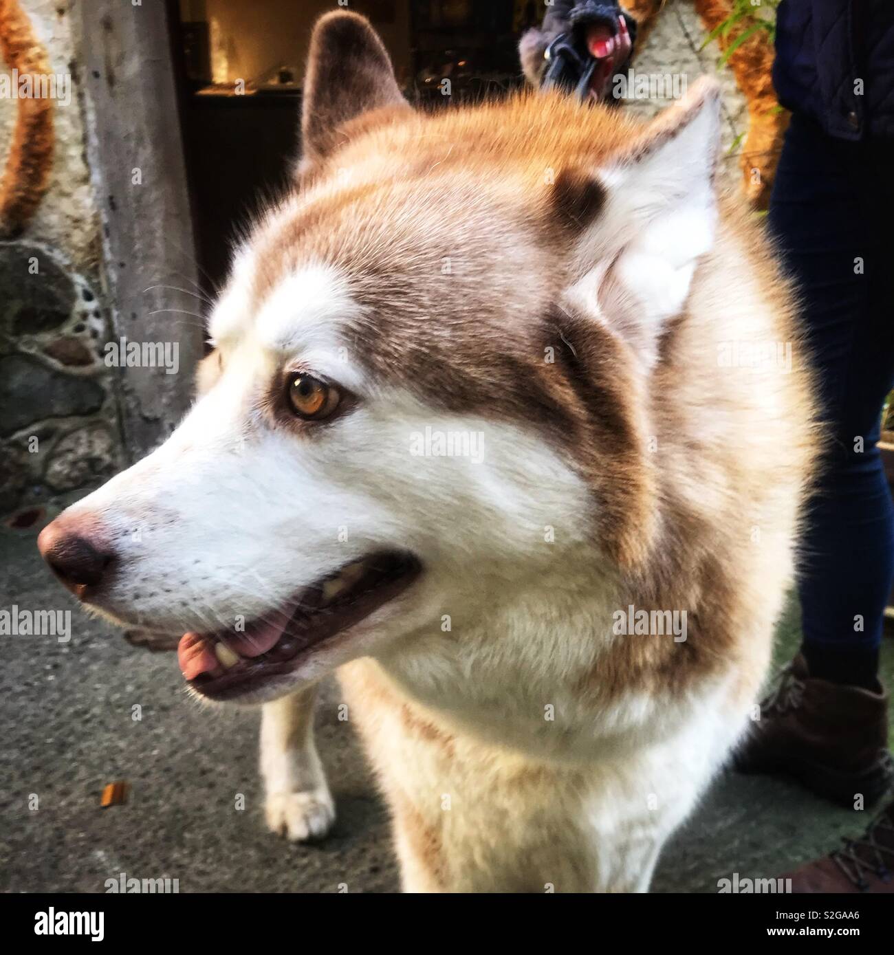 Husky siberiano Foto Stock