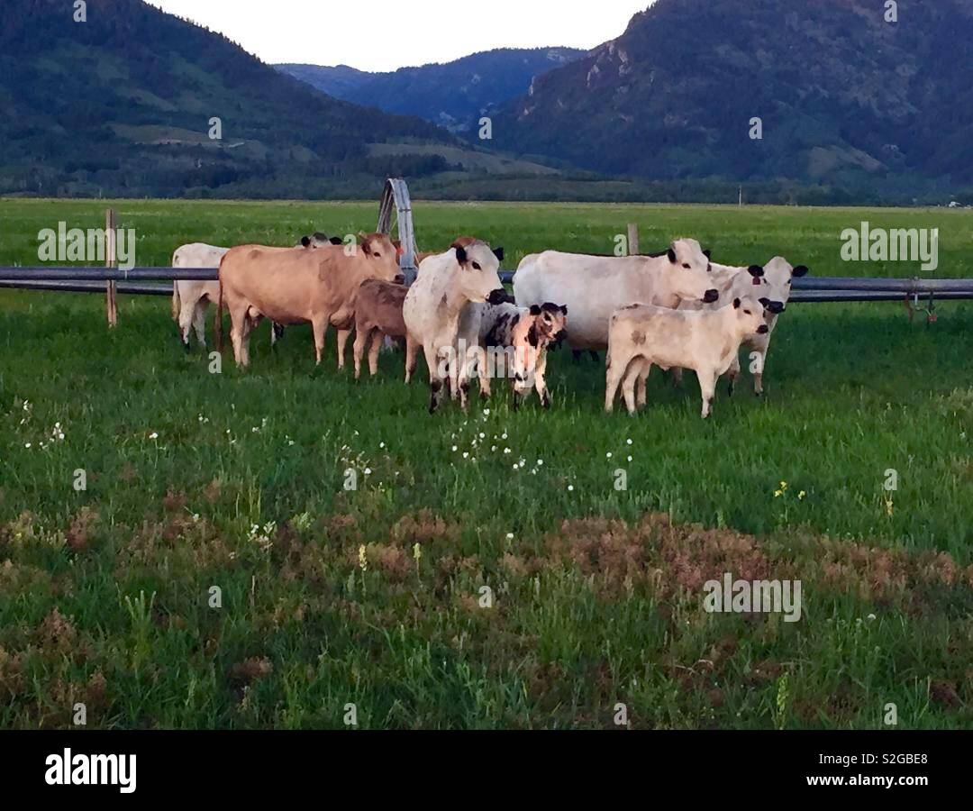 CORRIENTE bovini che sono utilizzati principalmente in rodeos dovuta alla loro corna e friskiness. Questo è l' allevamento in Wyoming. Foto Stock