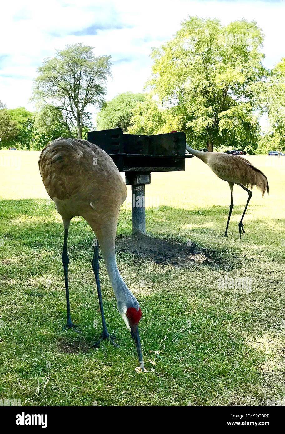 Una gru a un picnic - Immagine stock catturata con smartphone