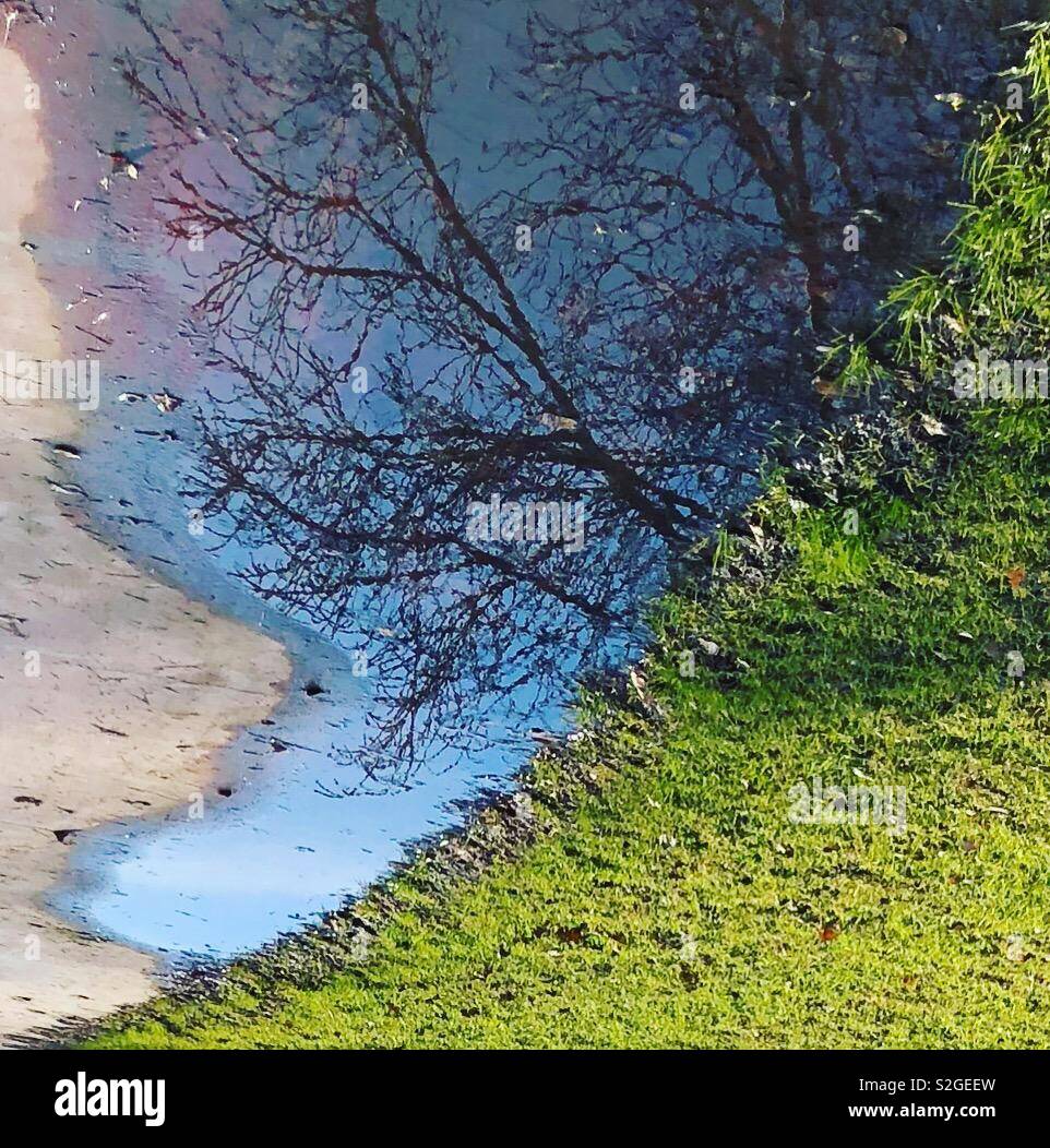 Tree riflessioni sull'acqua al parco Foto Stock