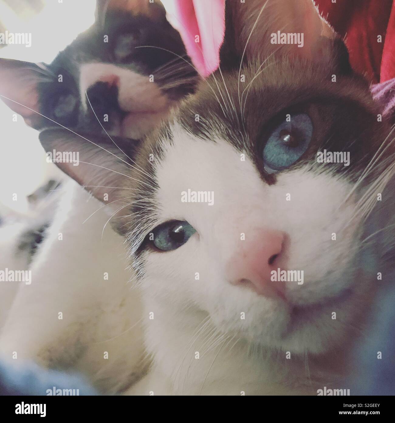 Selfie di gatto Foto Stock