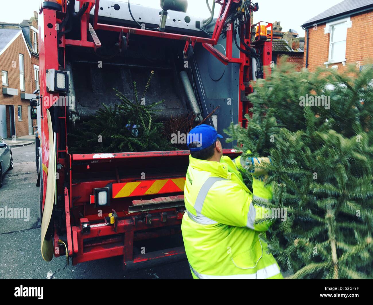 Il verde del riciclo dei rifiuti l'uomo dispone di un vecchio albero di Natale. Inghilterra, Regno Unito Foto Stock