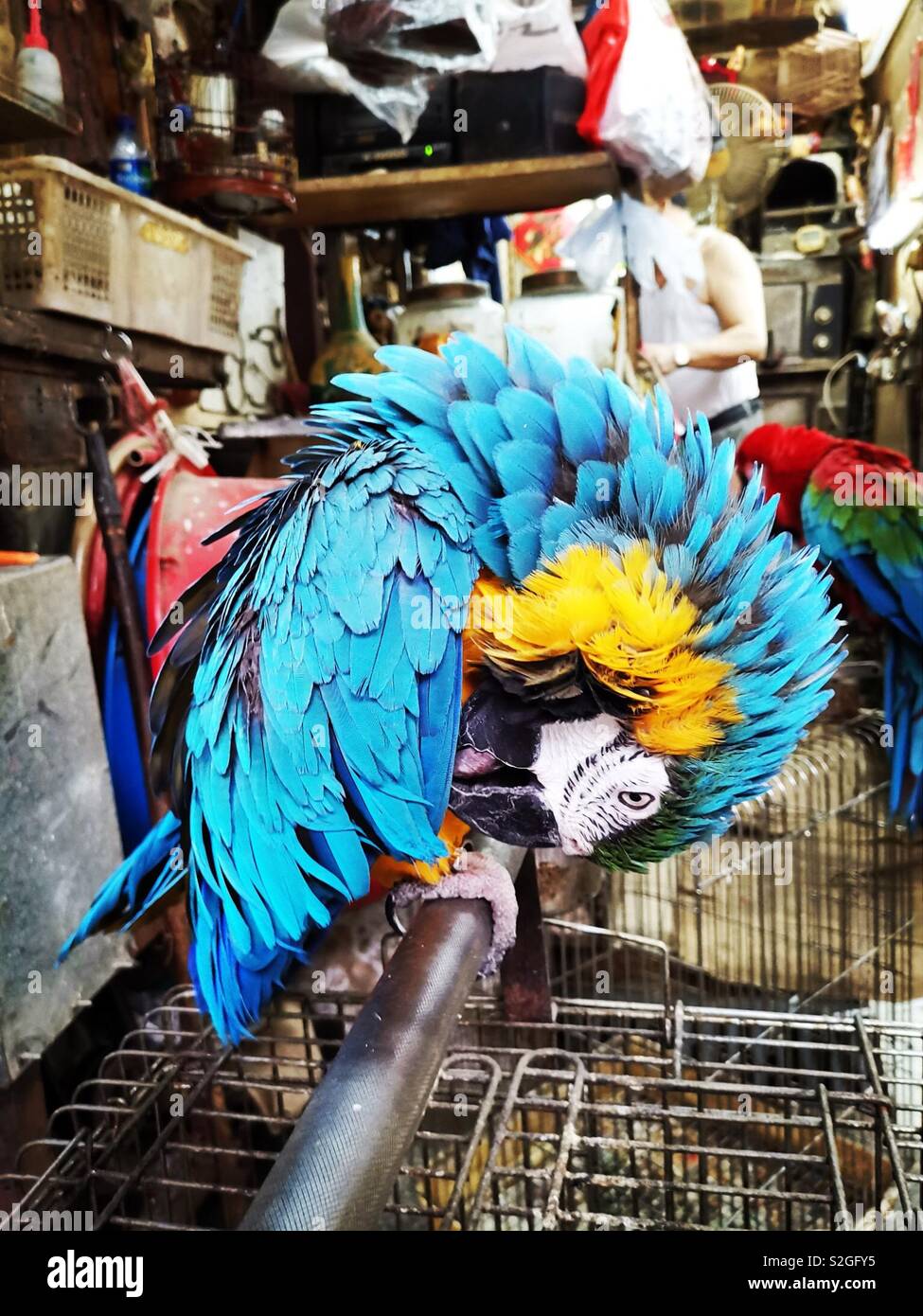 Un blu e giallo Macaw pappagallo di Hong Kong di mercato degli uccelli in Kowloon. - Immagine stock catturata con smartphone