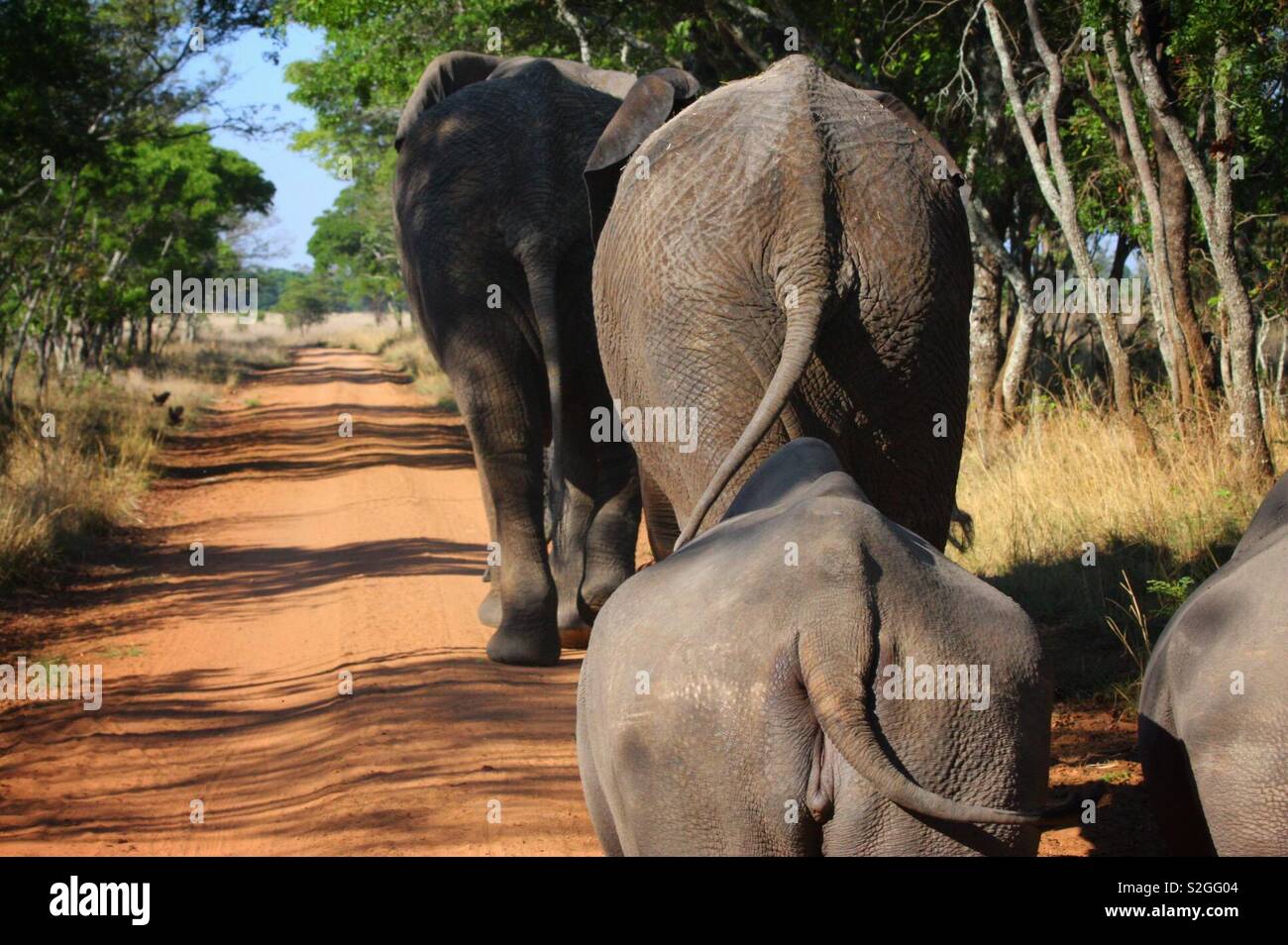 Camminare con i giganti, elefanti e rinoceronti in Zimbabwe Foto Stock