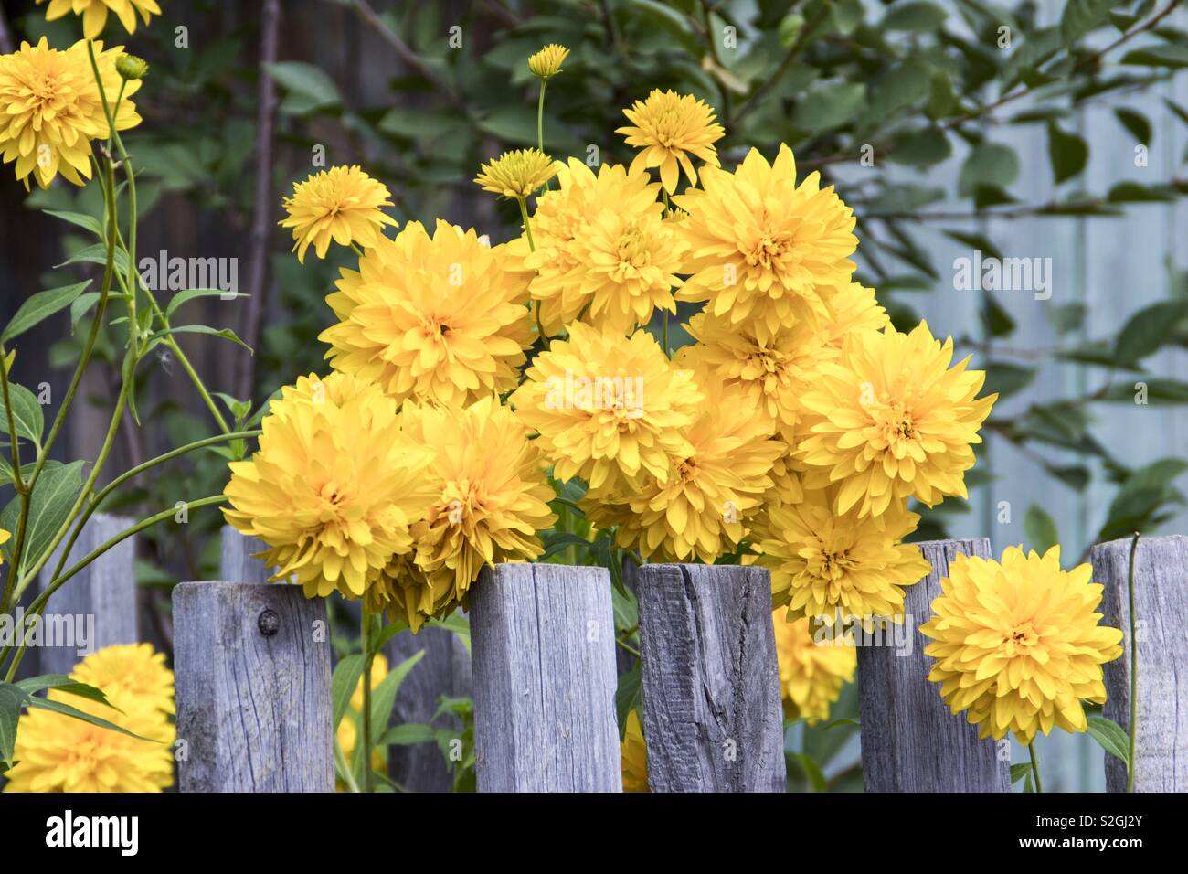 Il giallo dei fiori estivi Foto Stock