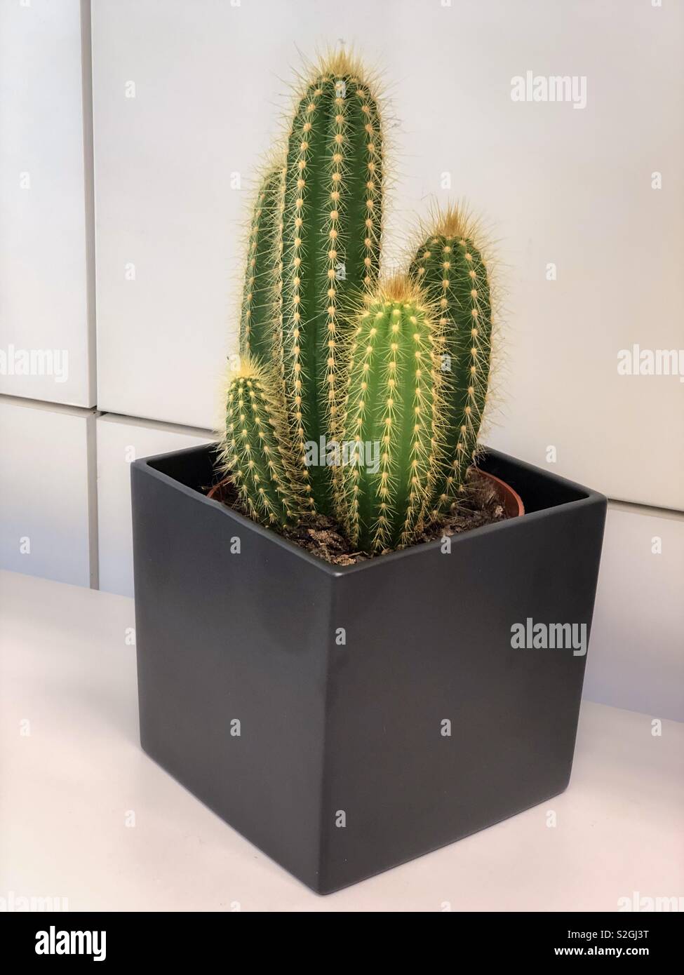 Cactus nel contenitore nero Foto Stock