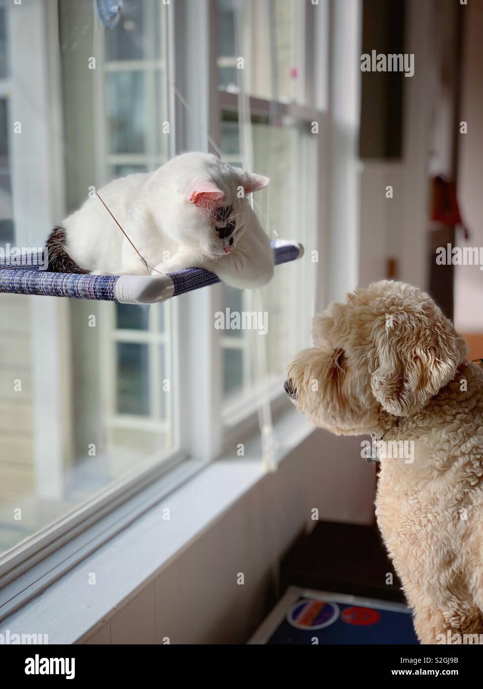 Di cane e di gatto appendere fuori dalla finestra. Foto Stock