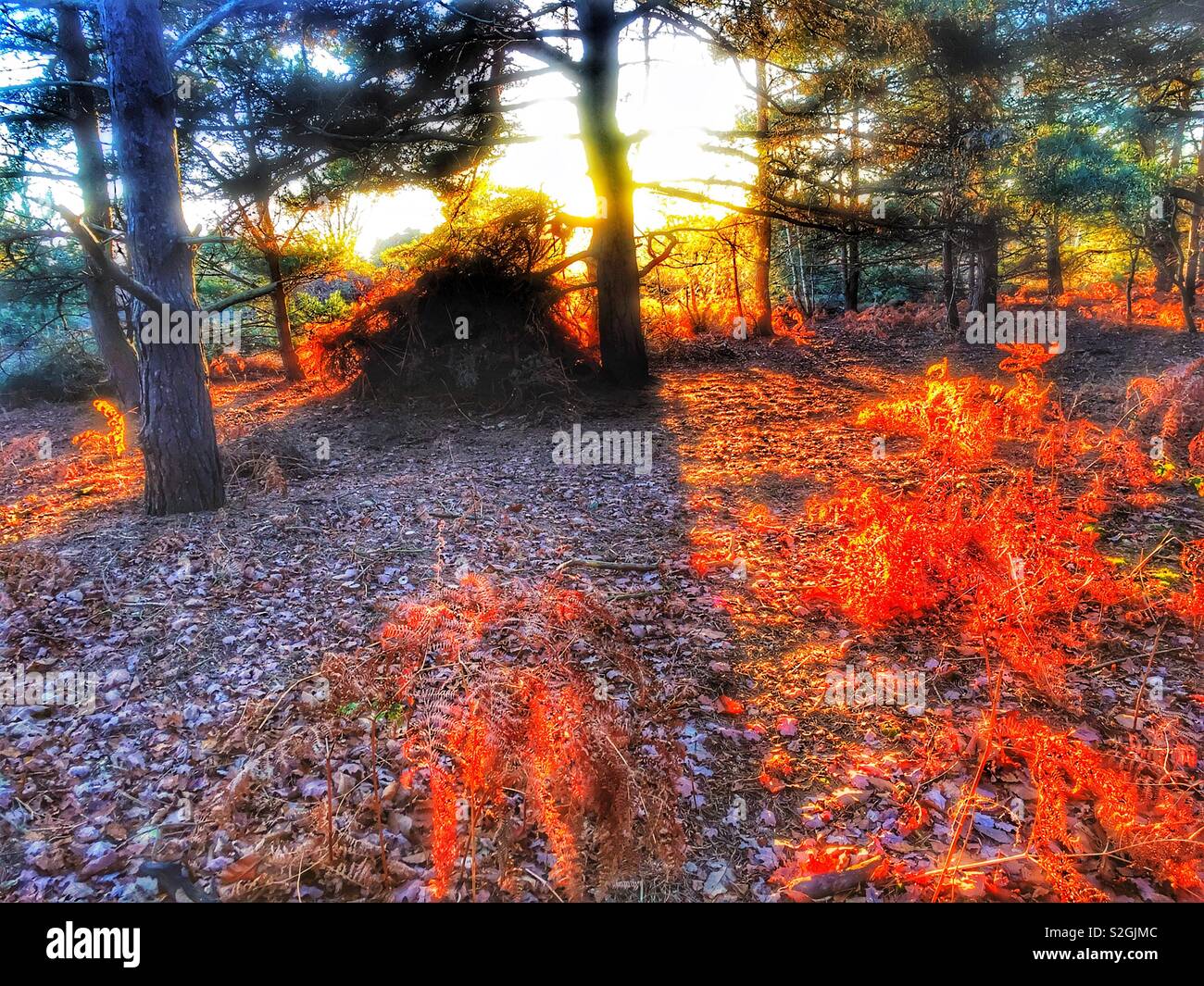 Inverno nel bosco Foto Stock