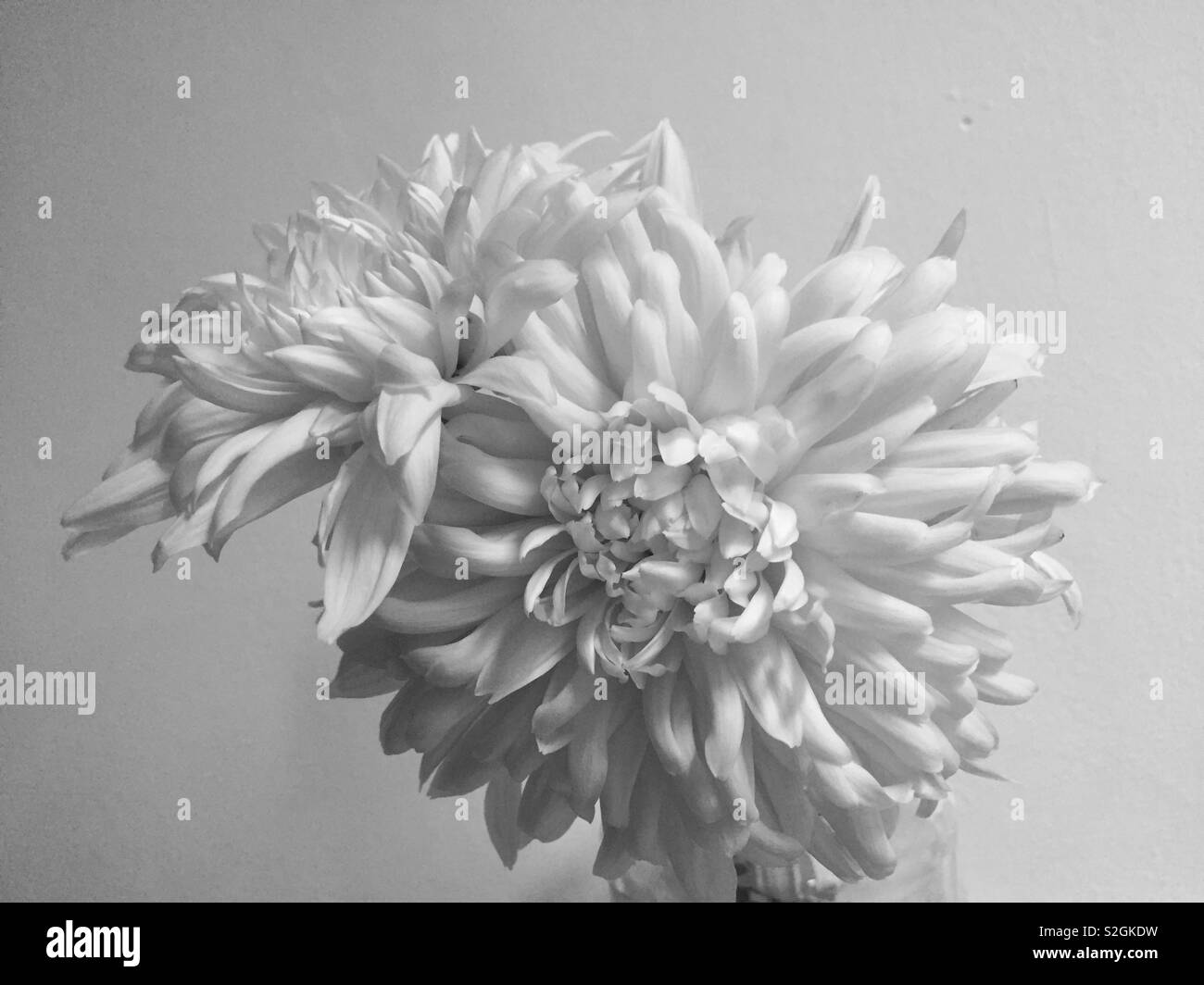 Crisantemi, 'Avignon Rosa'. In bianco e nero. Foto Stock