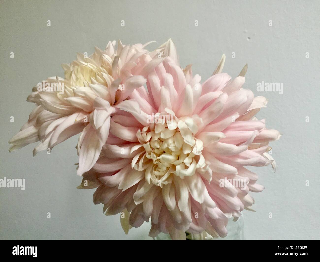 Crisantemi, 'Avignon rosa', fioritura autunnale. Foto Stock