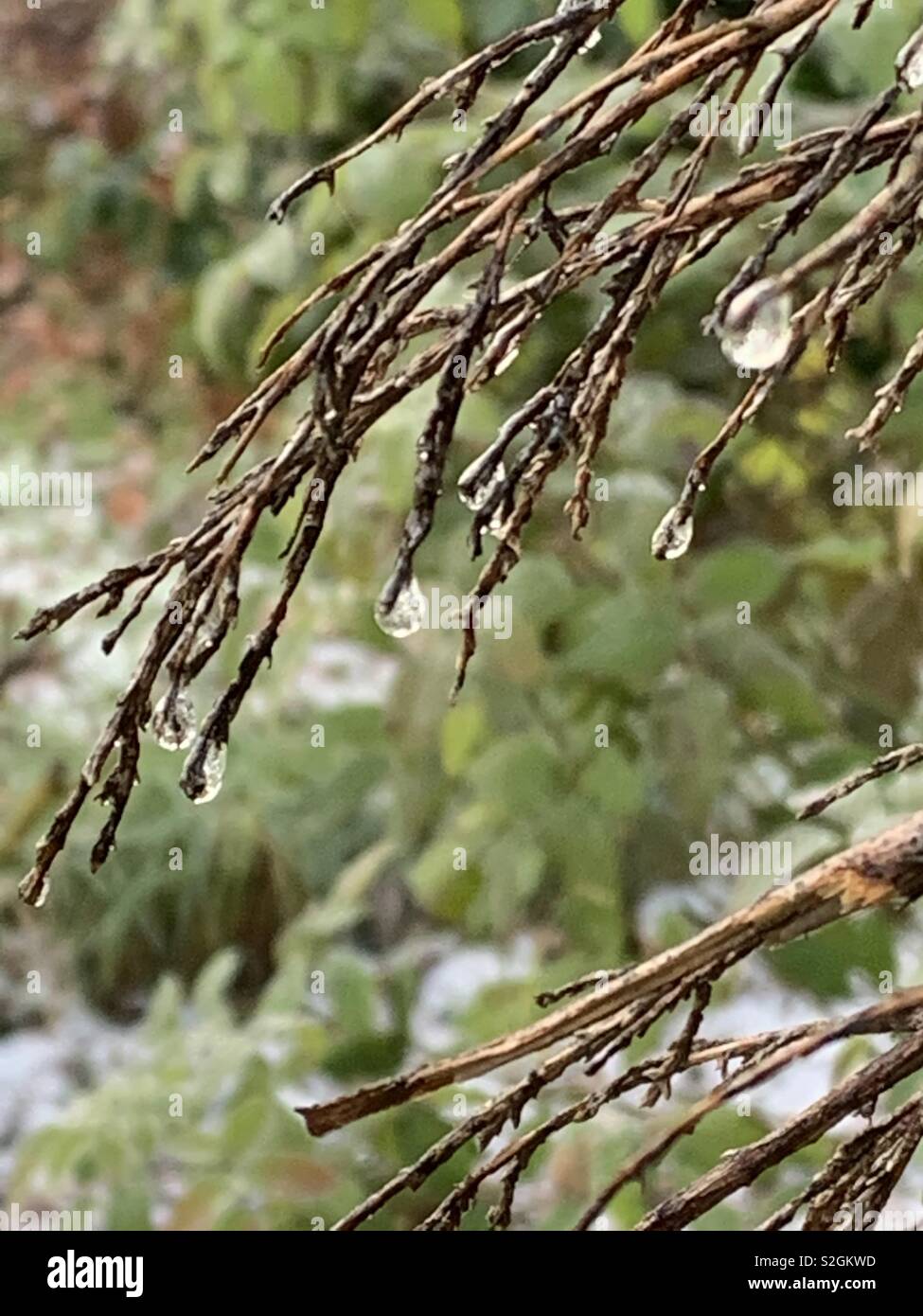 Congelati bellezza della natura Foto Stock