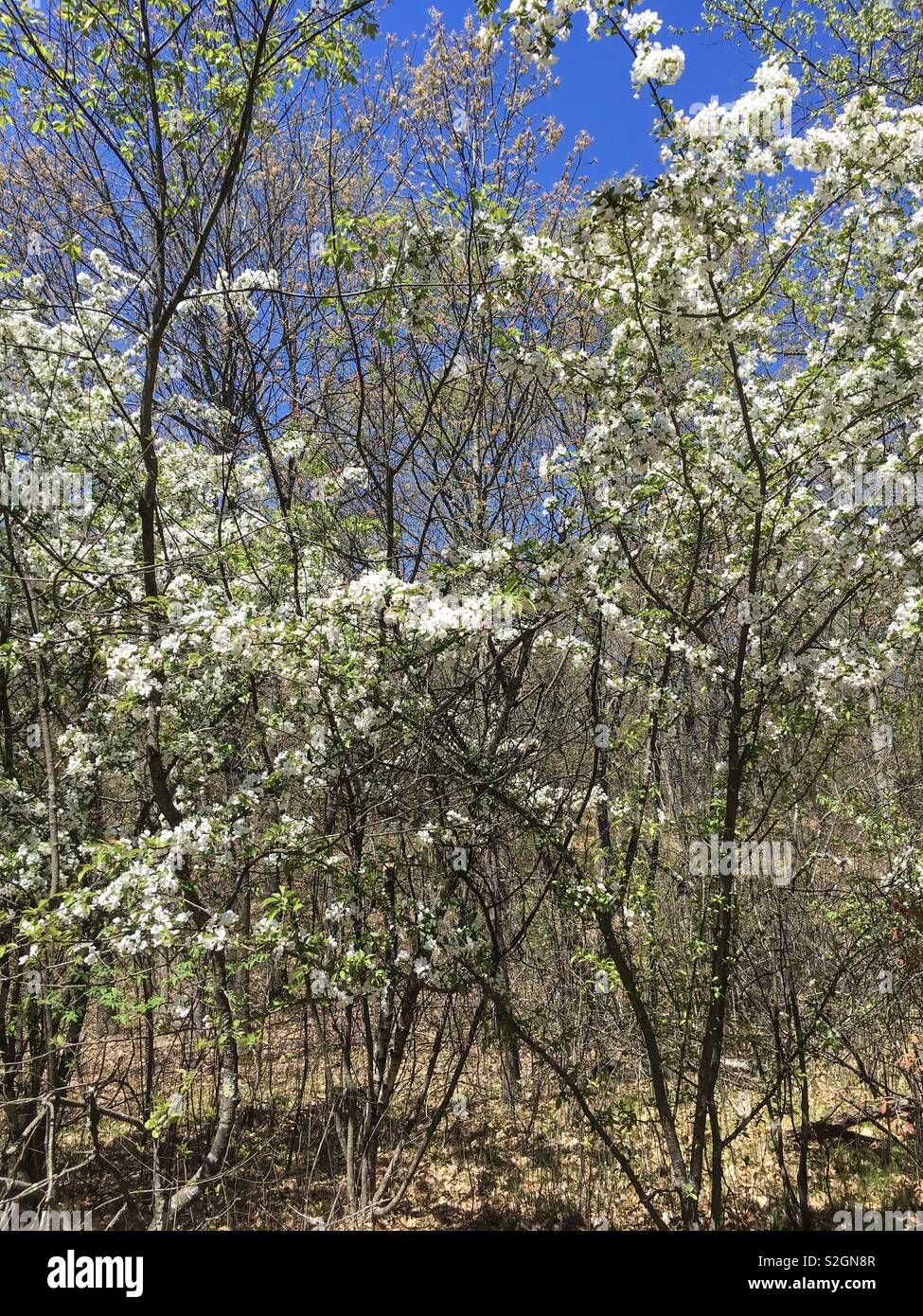 Alberi - Immagine stock catturata con smartphone