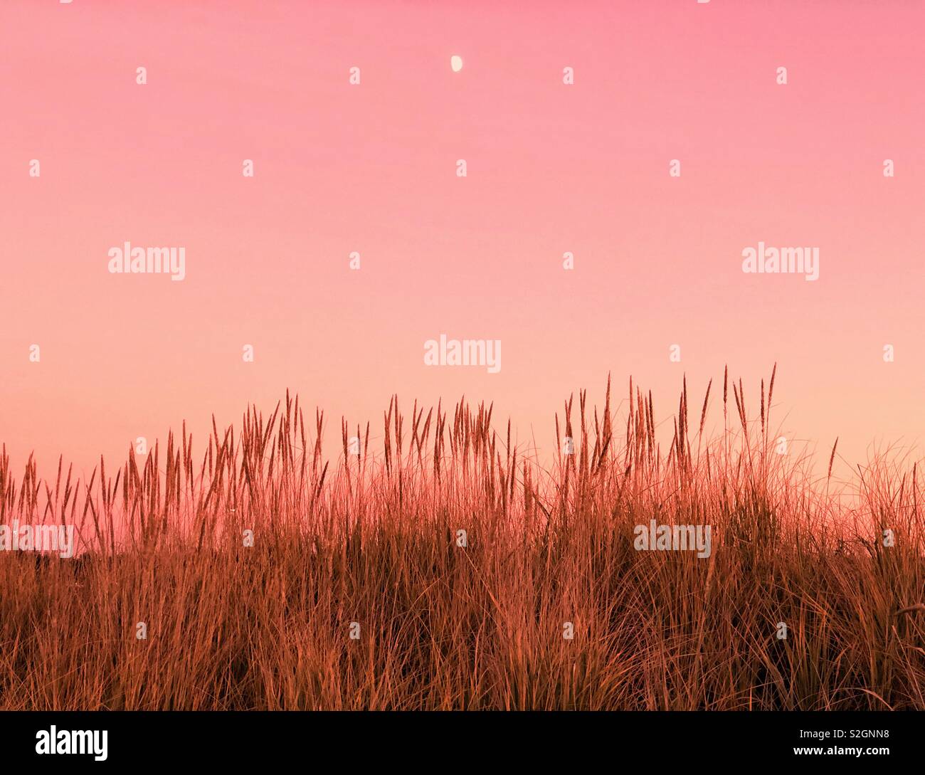 Cielo rosa e sabbia erba Foto Stock