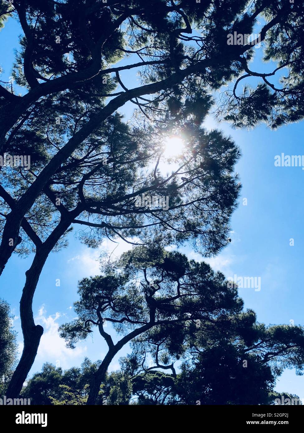 Sun attraverso le cime degli alberi - Immagine stock catturata con smartphone