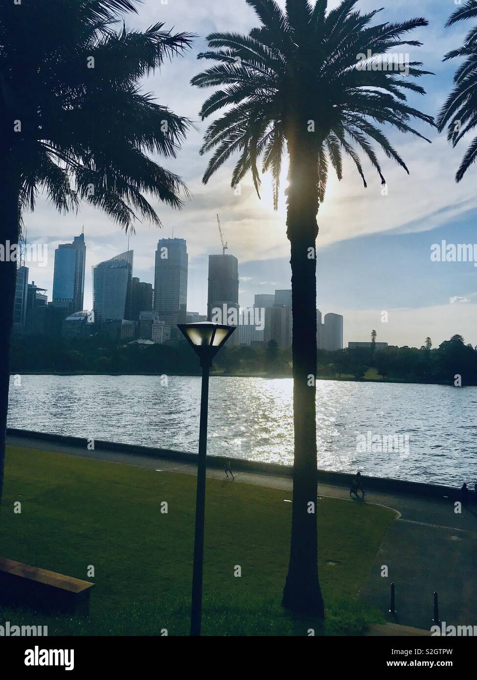 Skyline di Sydney vista dal bellissimo giardino botanico con palme in Australia, NSW Foto Stock