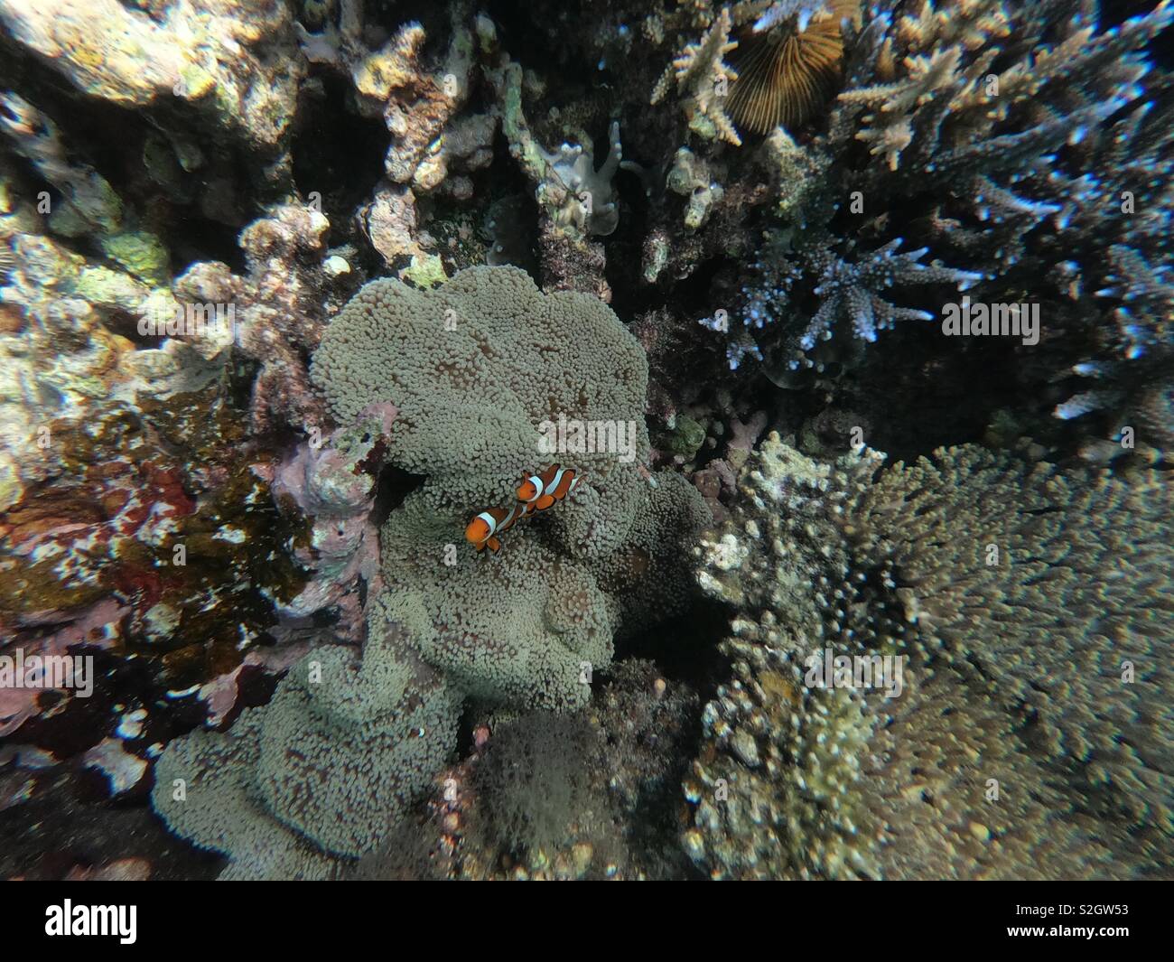 Sotto il mare alla ricerca di Nemo Foto Stock