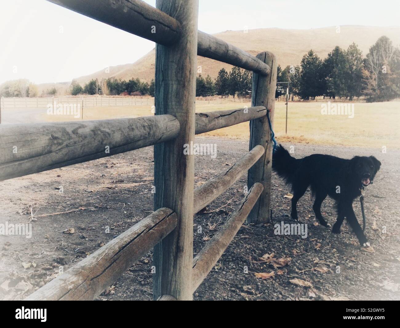 Foto vignettato del cane nero accanto alla recinzione di legno con cancello treeline e hillside in background- Autunno Foto Stock