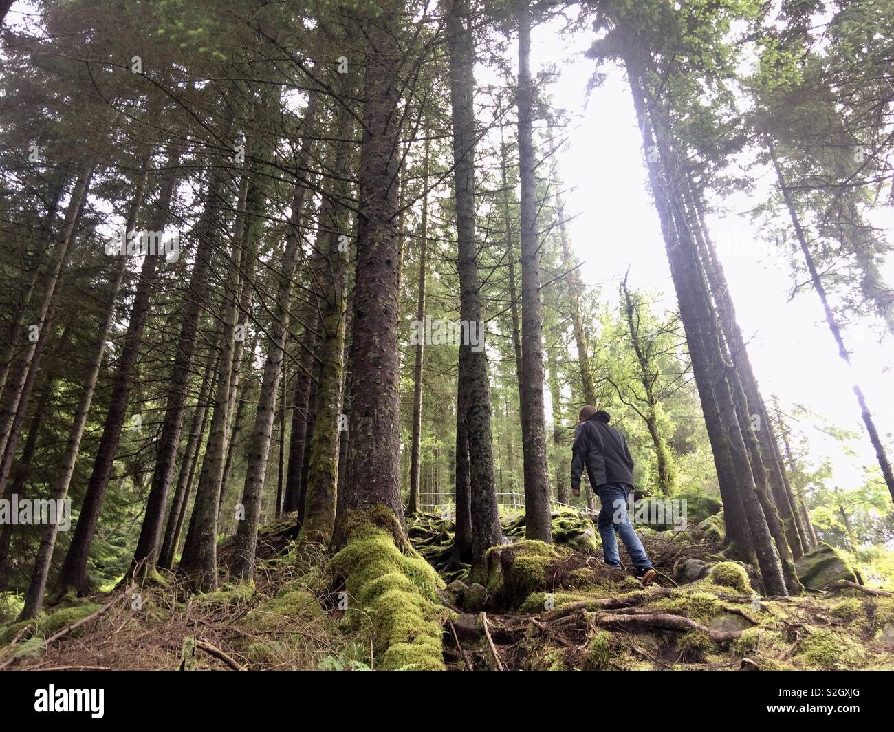 Un uomo escursionismo fino alla cima di una collina in una foresta di pini in Norvegia, nessun filtro Foto Stock