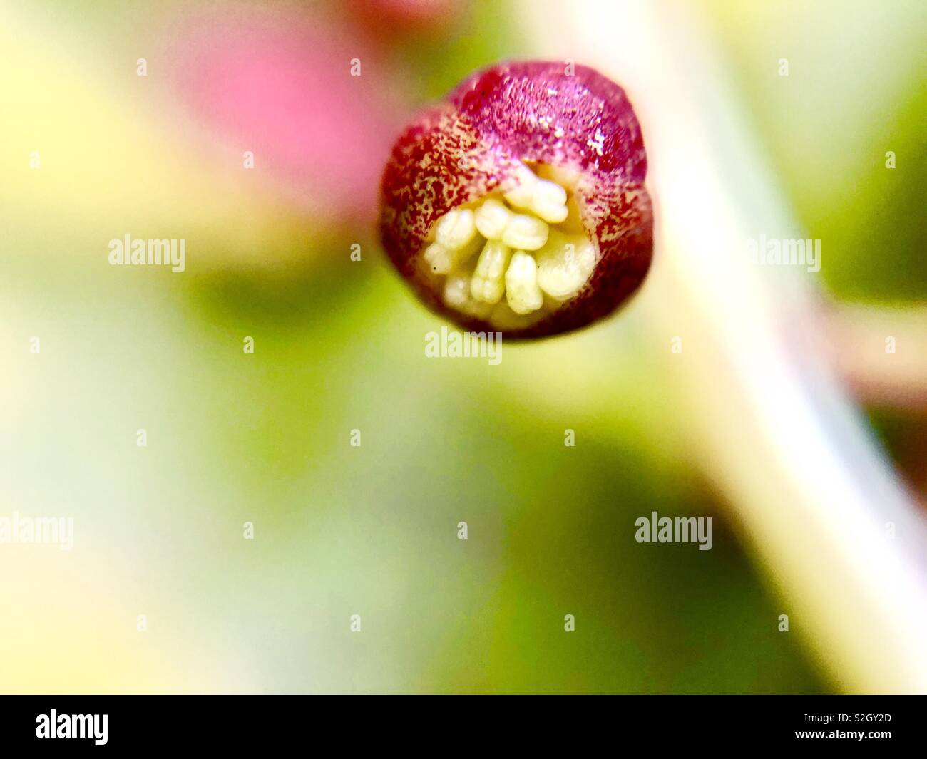 Foglia variegata Croton fiore Foto Stock