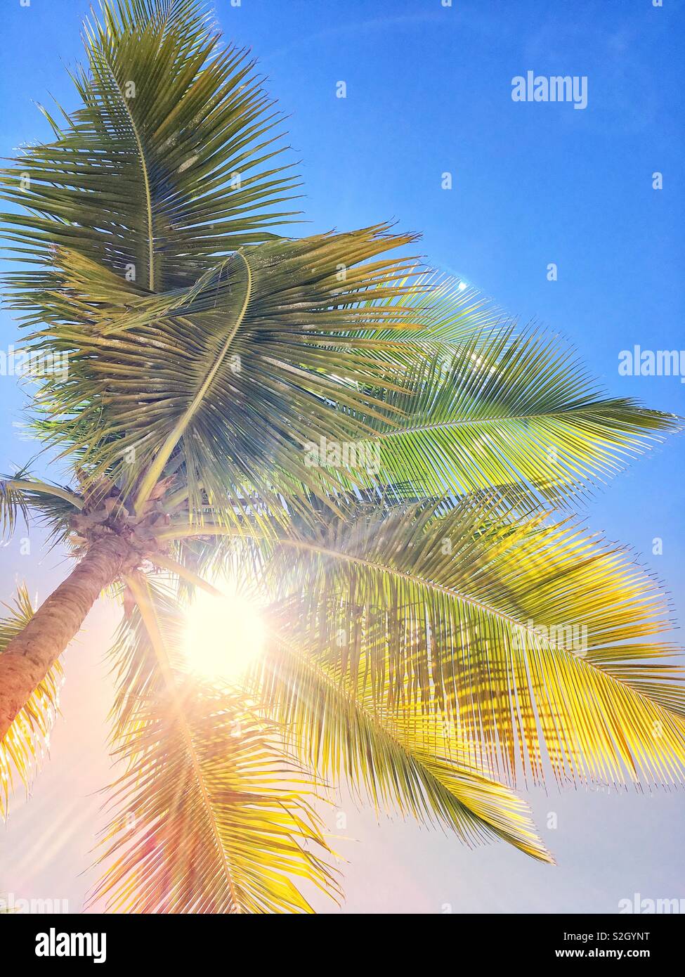 La luce del sole che splende attraverso Palm Tree foglie Foto Stock