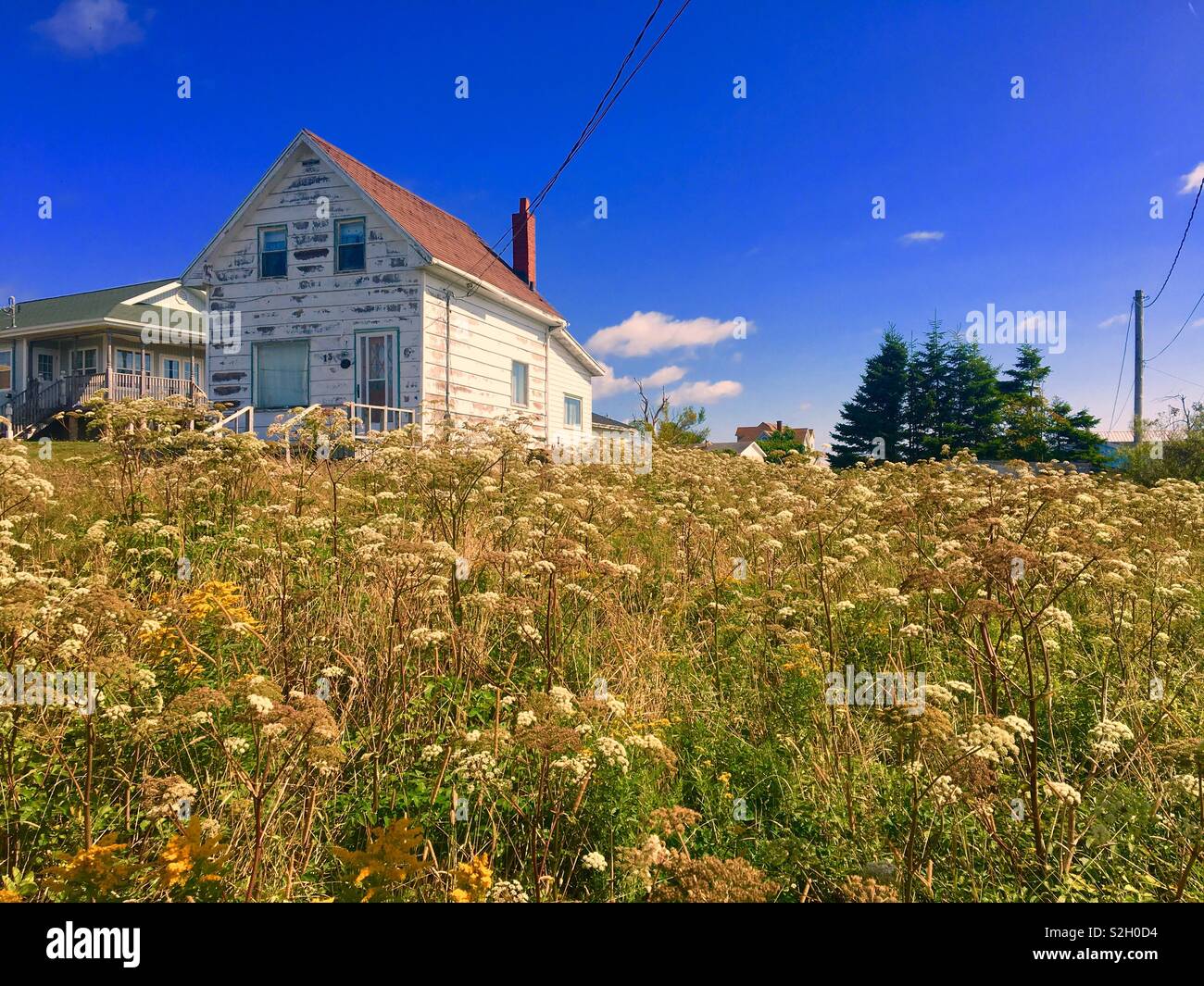 Vecchia casa diroccata con incolto giardino con fiori di campo Foto Stock