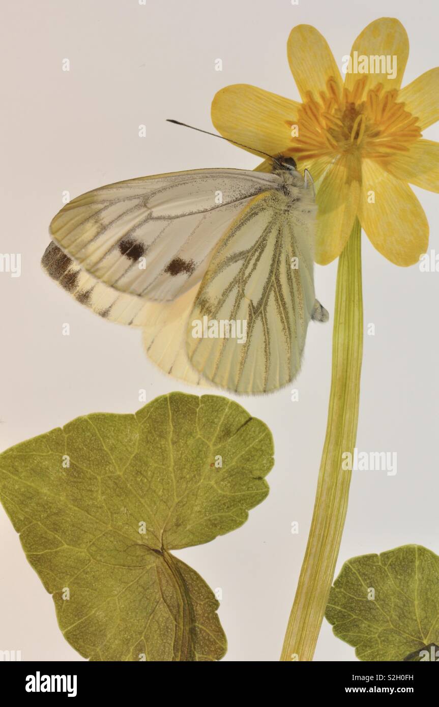 Farfalla in-flight - Immagine stock catturata con smartphone