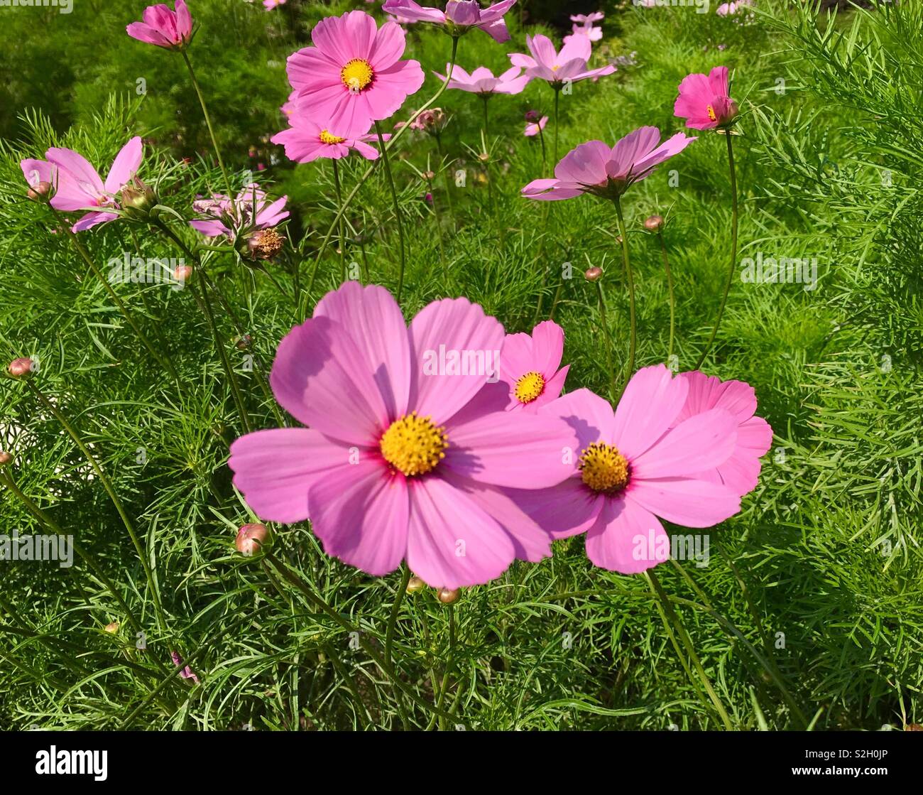 Crisantemo viola fiore in giardino Foto Stock