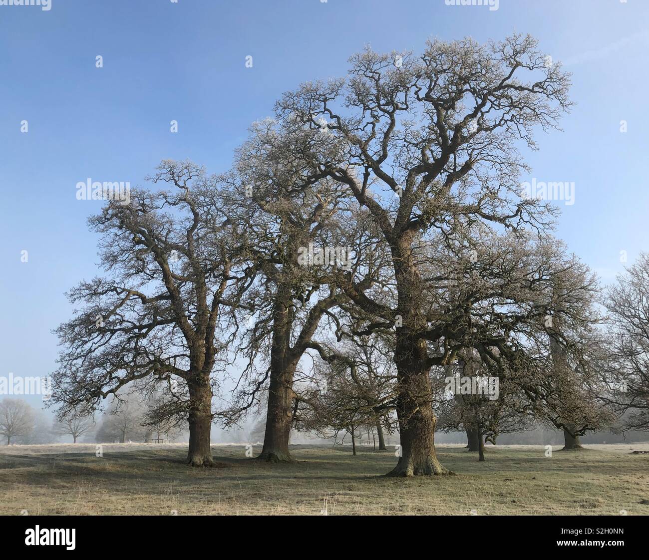 Magnifico gruppo di tre querce centenari in antico parco Oxfordshire catturato dopo un duro air frost con il blu intenso del cielo e cancellazione di nebbia (umore numero due). - Immagine stock catturata con smartphone