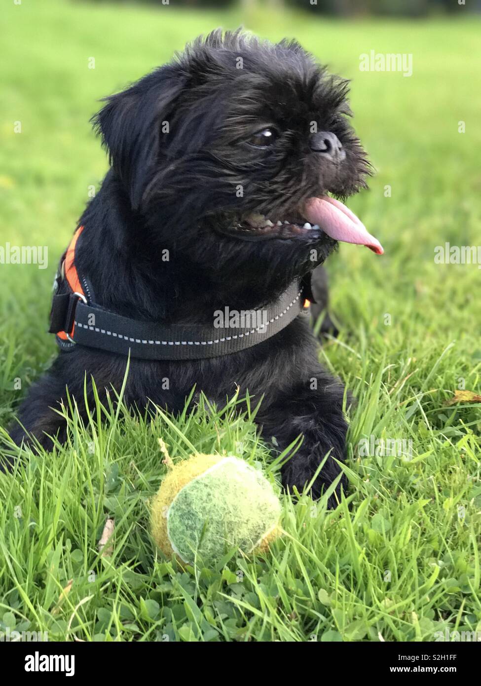 Pepe, Pug-Shihtzu croce. Nel parco con la sua palla. - Immagine stock catturata con smartphone