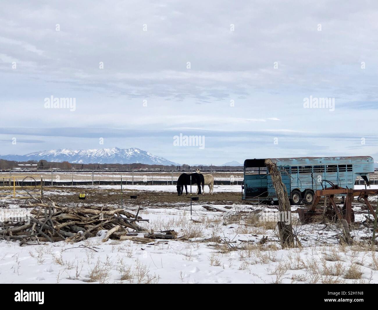 Colorado cavalli Foto Stock