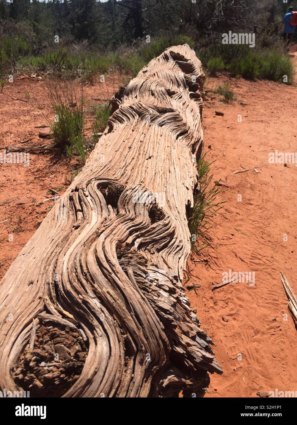 Testurizzato di corteccia di albero Foto Stock