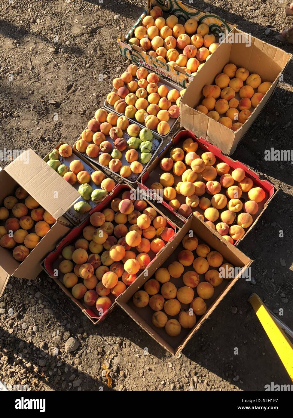 Appena raccolto le pesche del frutteto. Foto Stock