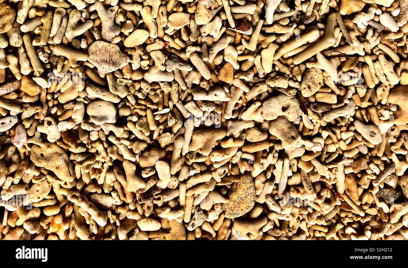 Corallo morto lavato fino a una spiaggia australiana vicino alla Grande Barriera Corallina Foto Stock