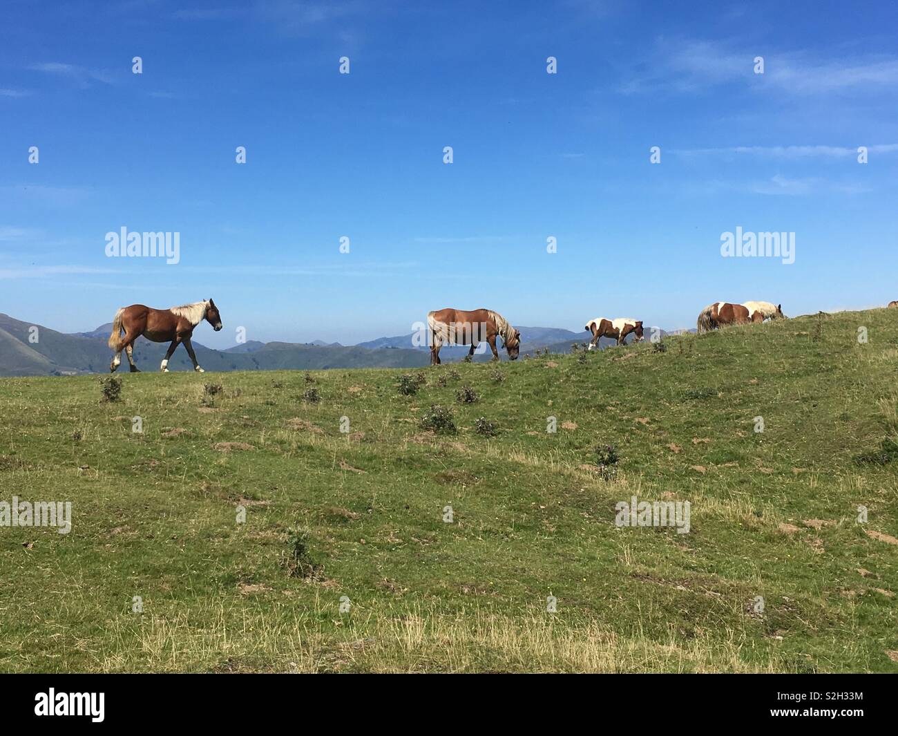 Cavalli nelle montagne dei Pirenei Foto Stock