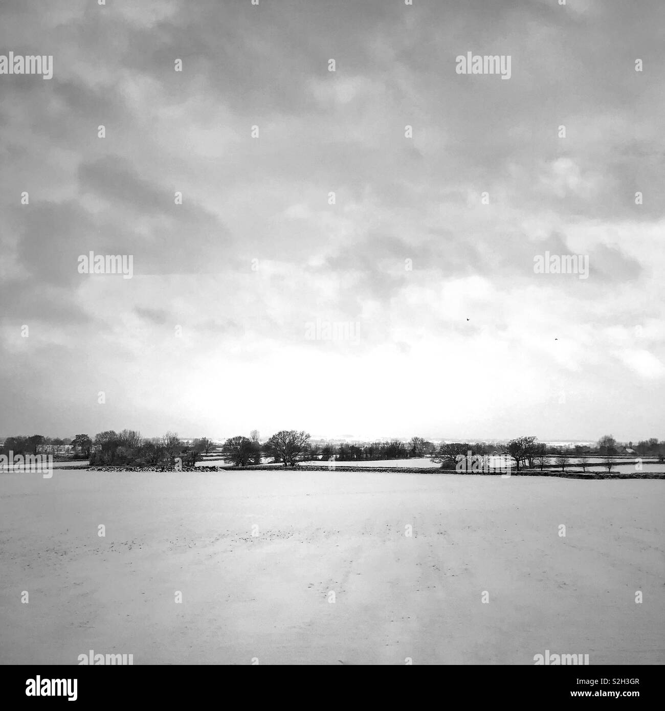 Linea di albero in campi di neve. - Immagine stock catturata con smartphone