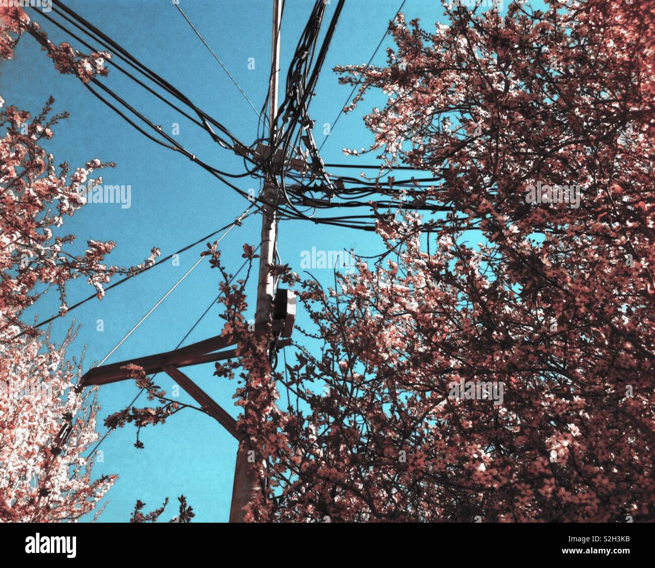 La fotografia del fiore di ciliegio albero e palo elettrico e cavi contro il cielo blu contro Foto Stock