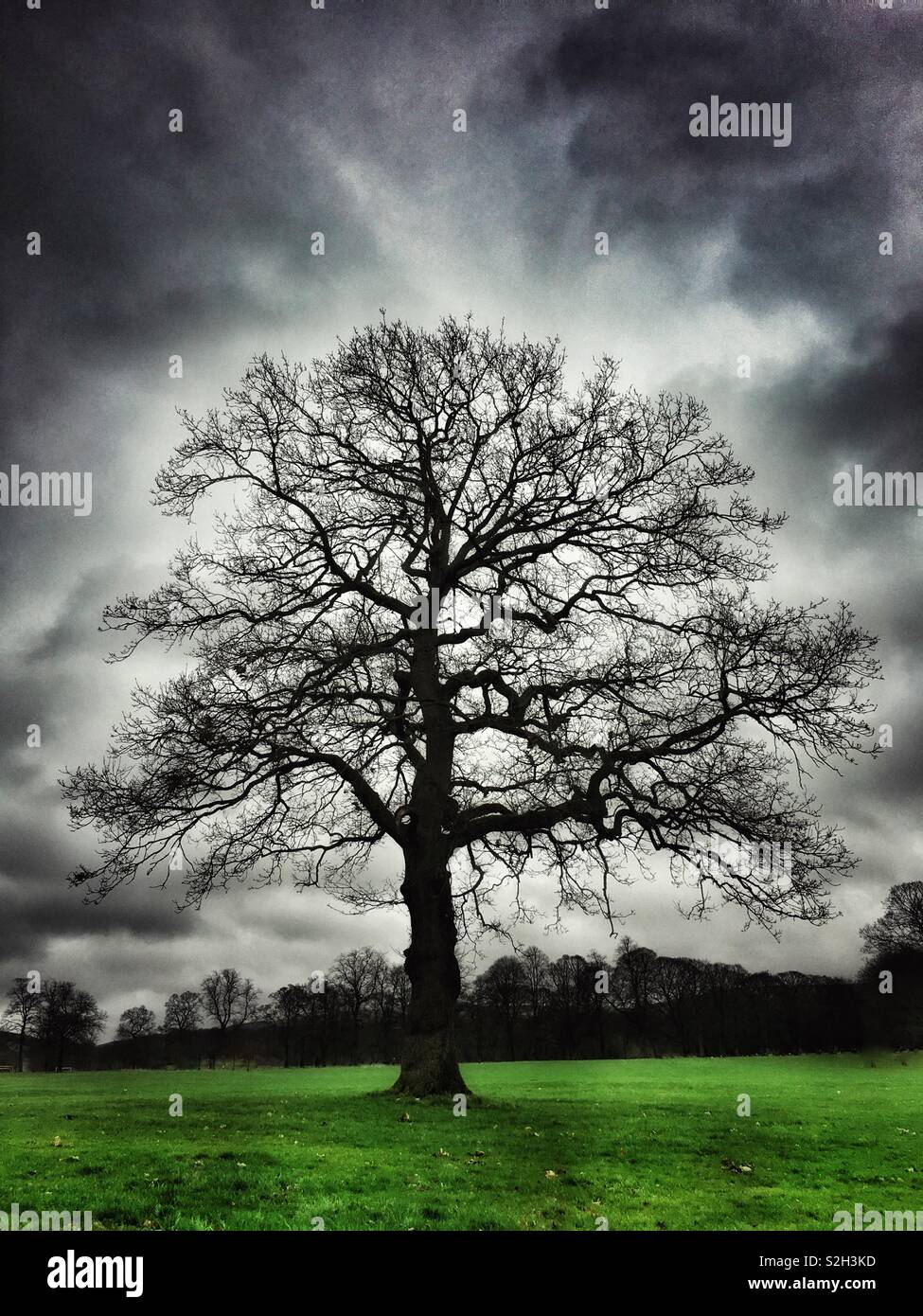Albero nudo in inverno contro il drammatico cielo nuvoloso Foto Stock