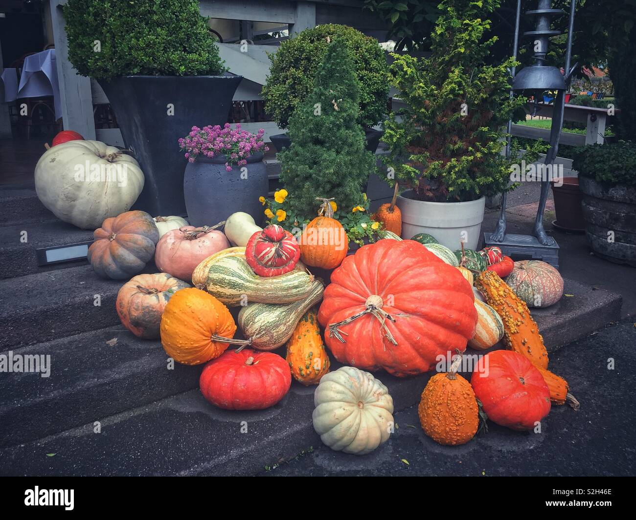 Varietà colorate di squash sul display mediante i passaggi di ingresso di un ristorante durante le feste del ringraziamento Foto Stock