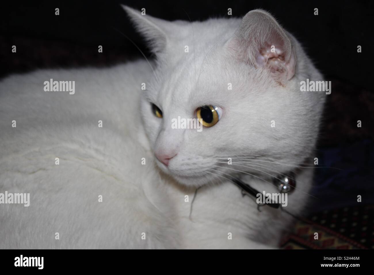 White cat cat, pet, grave look, divertente, Foto Stock