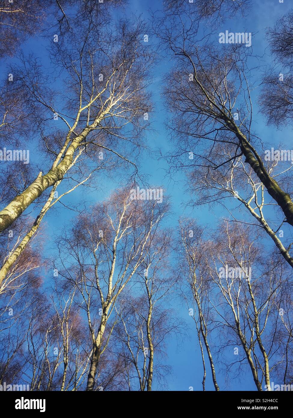 Guardando verso l'alto a nudo i rami degli alberi contro un vivid blue sky Foto Stock