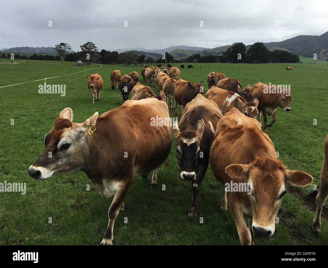 Una mandria di Jersey di vacche da latte di una fattoria della Nuova Zelanda Foto Stock