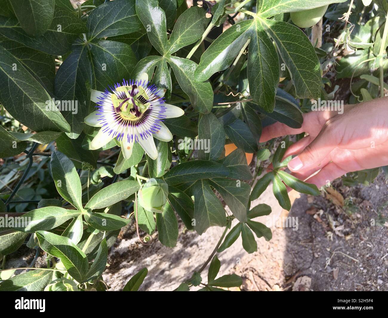 Fiore della passione e frutto della passione sul Camino de Santiago Foto Stock