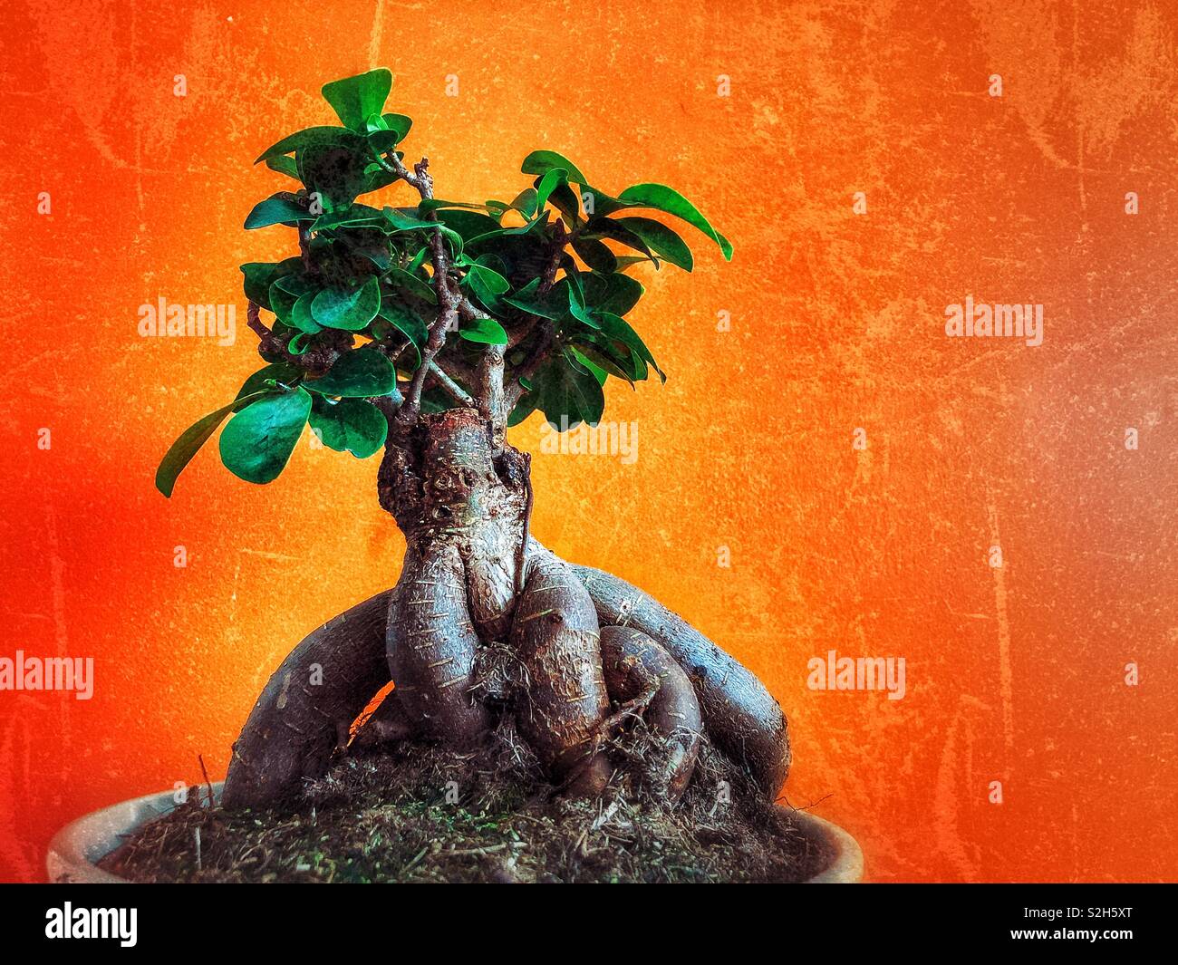 Albero di Bonsai (ginseng ficus) in una pentola Foto Stock