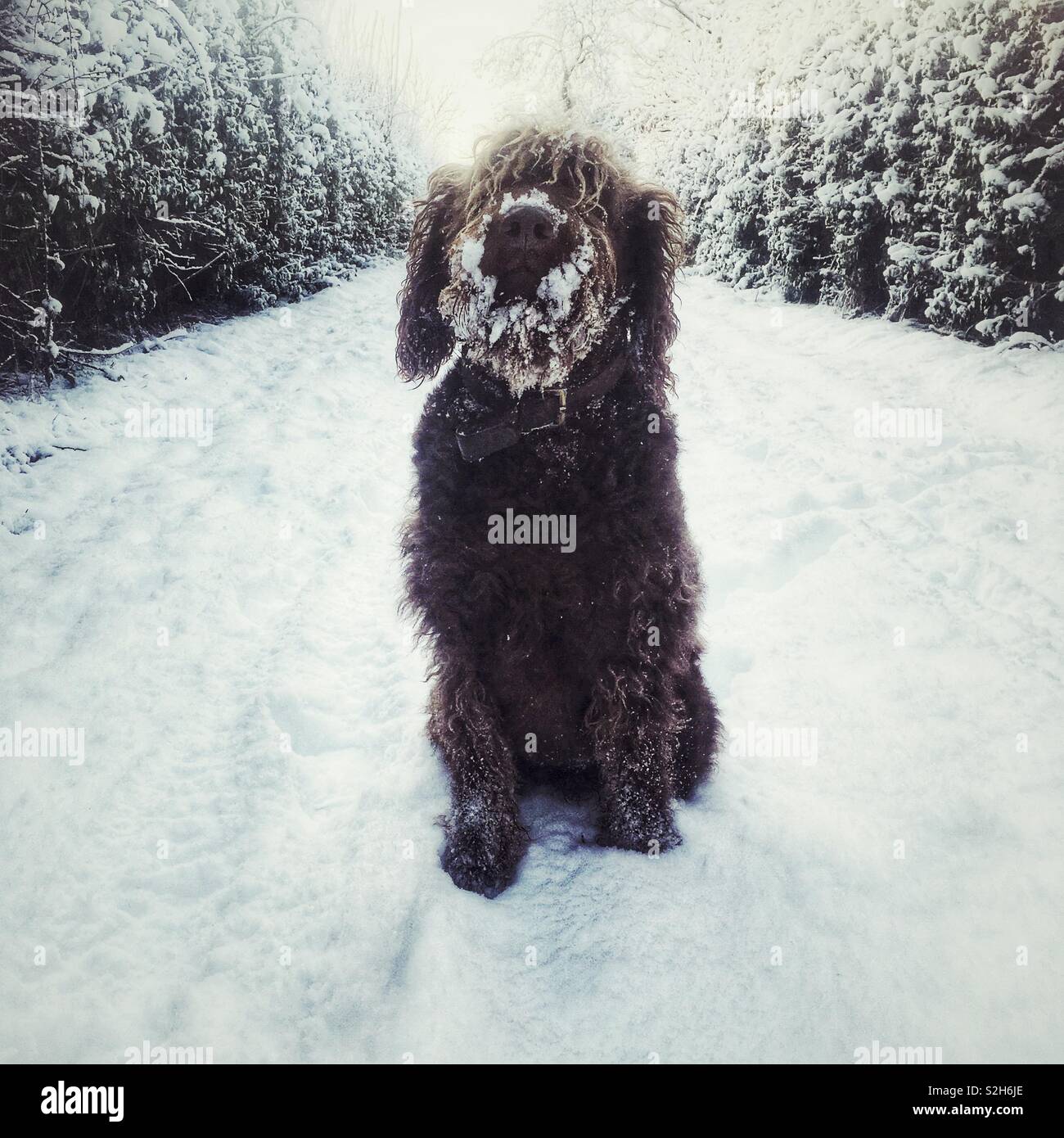 Labradoodle cane nella neve con una coperta di neve faccia. Foto Stock