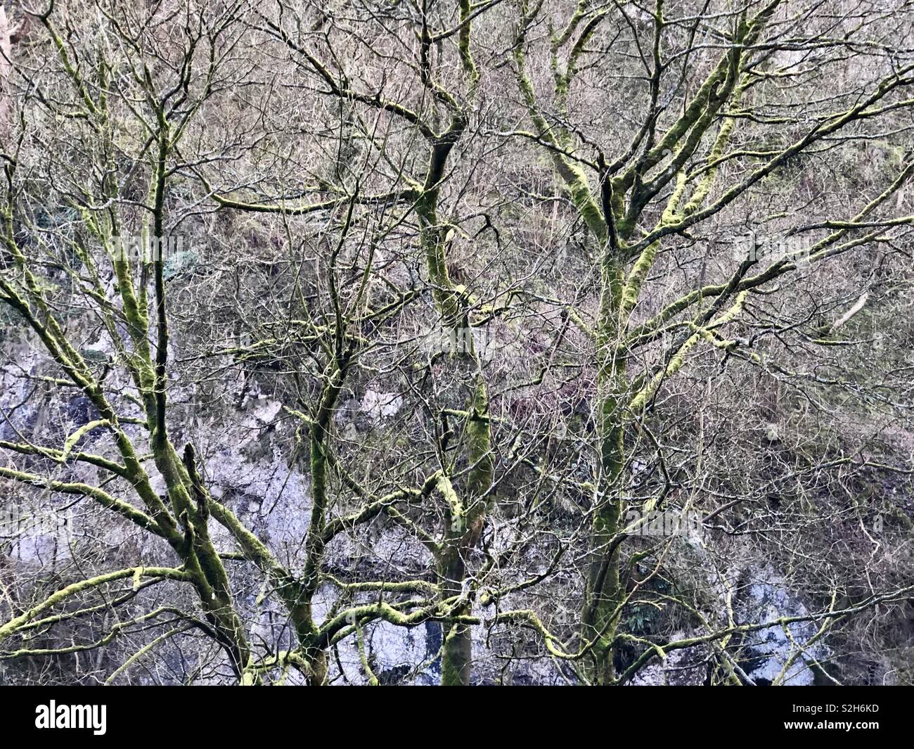Inverno alberi coperti di muschio verde in Peak District UK Foto Stock