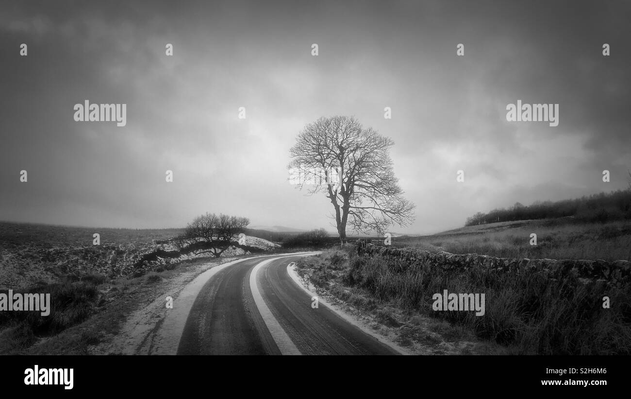 In bianco e nero, albero accanto a nowy back road tra Moniaive e Carsphairn in Dumfries and Galloway, sud ovest della Scozia. Foto Stock