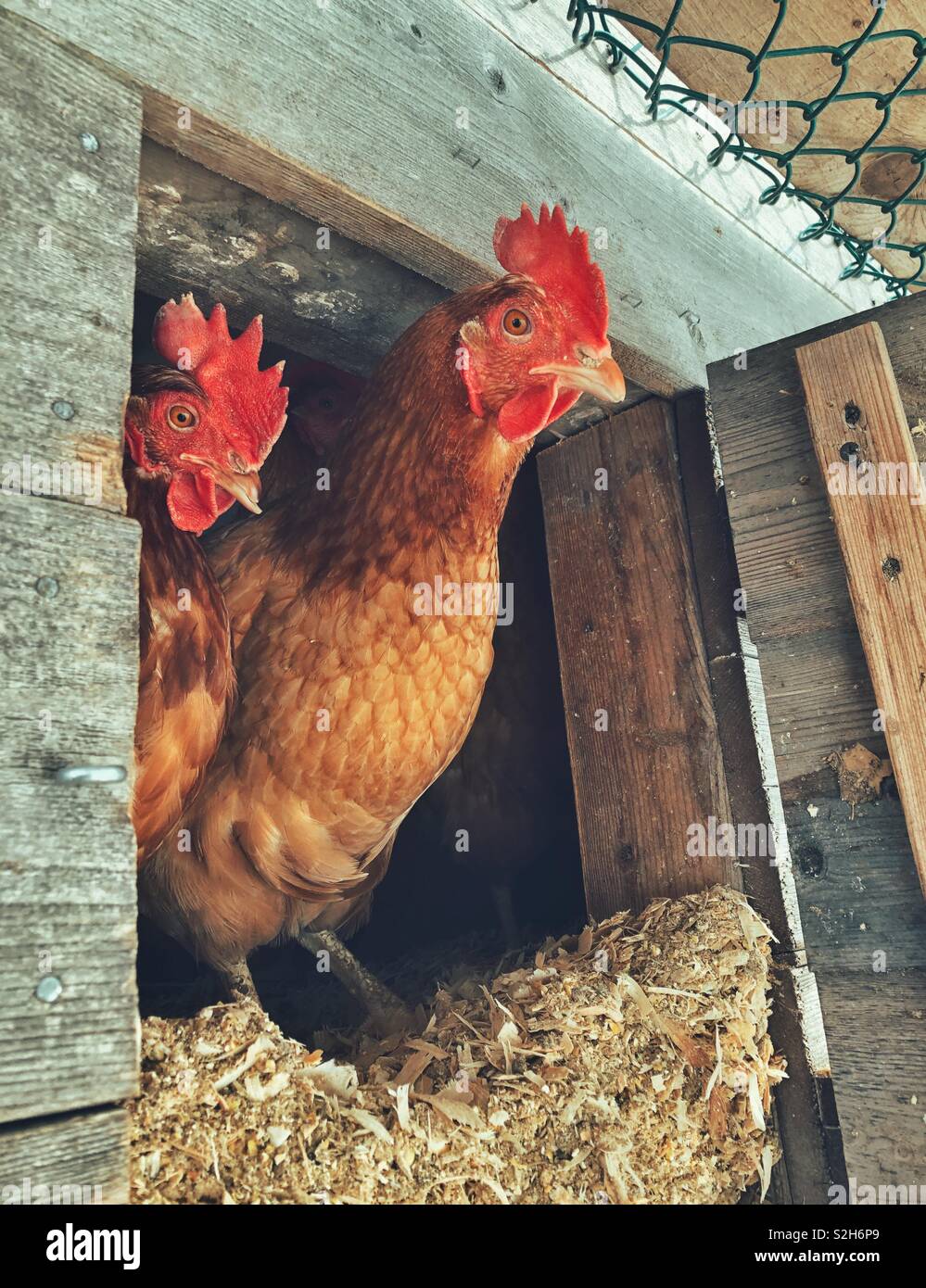 Due polli cortile che spuntavano di loro porta coop Foto Stock