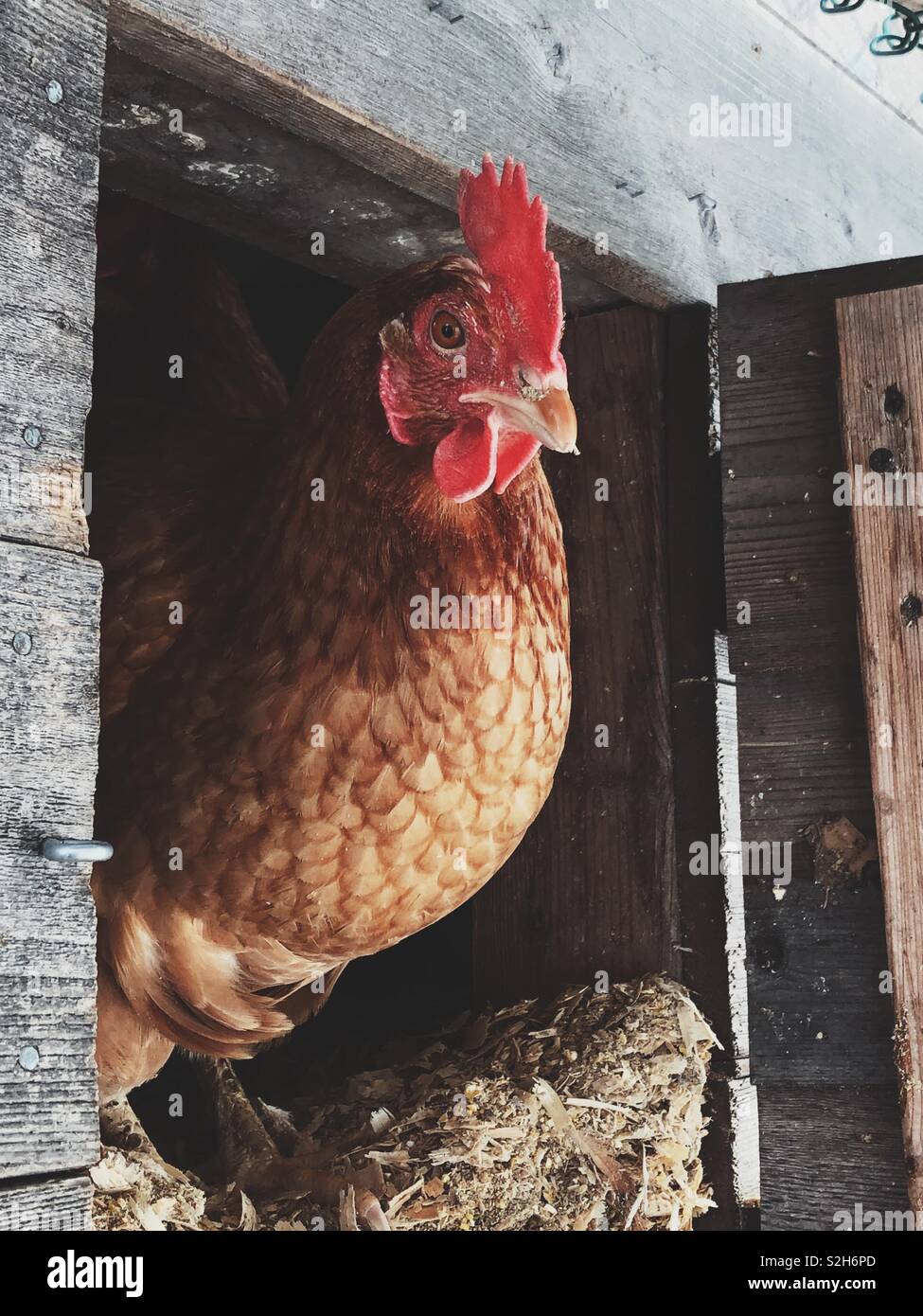 Ritratto di un cortile pollo in piedi nella porta di coop Foto Stock