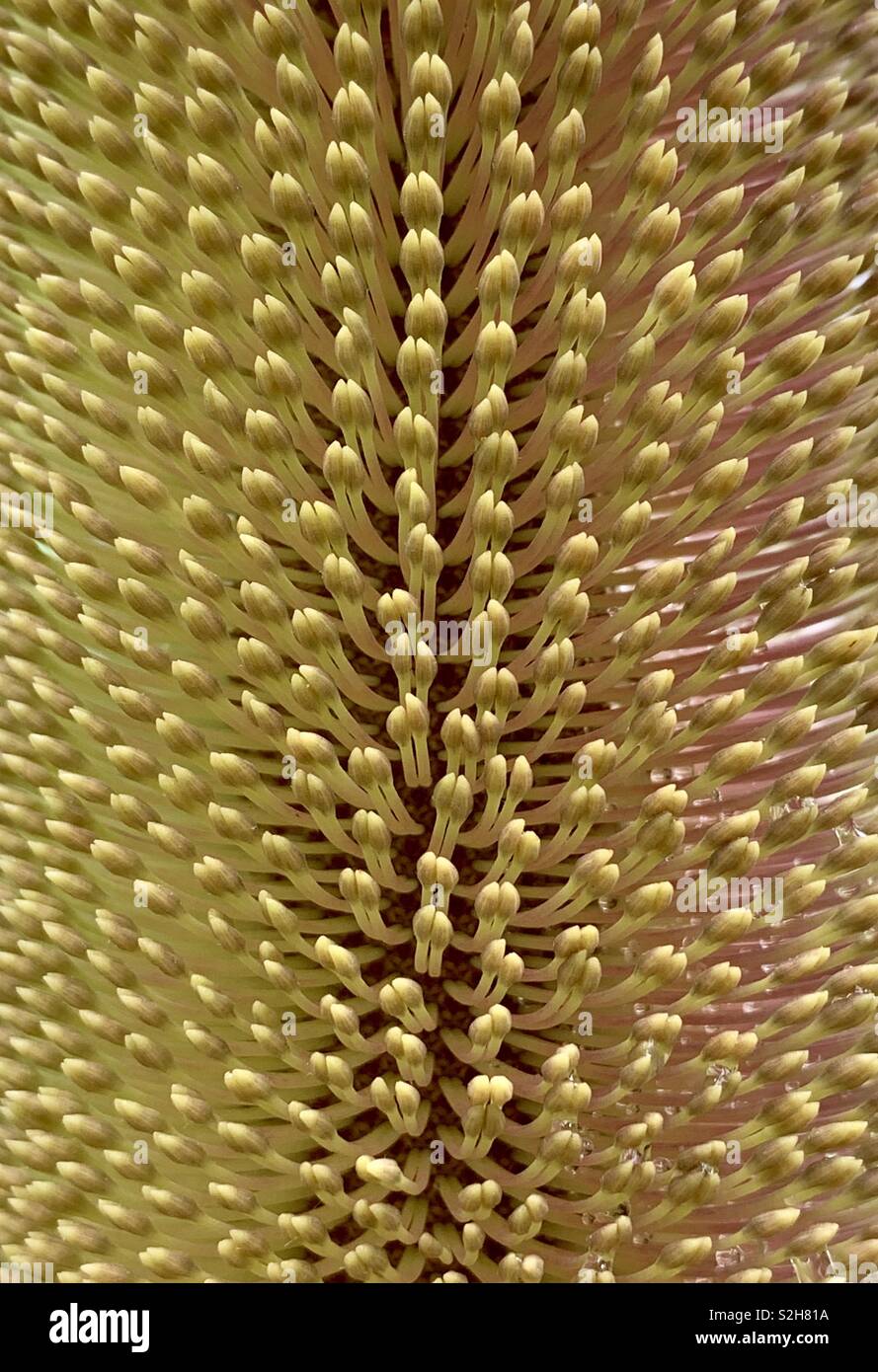 Banksia fiore vicino. Foto Stock